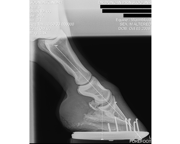 FOOT LM WITH MEASUREMENTS 20 Copy Copy