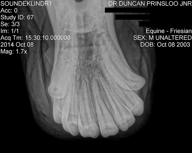 LOWER JAW NEW 2