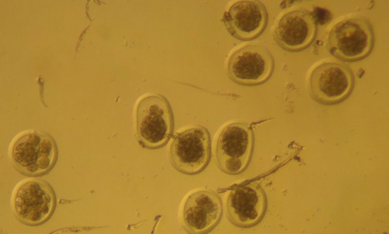Embrios1.1